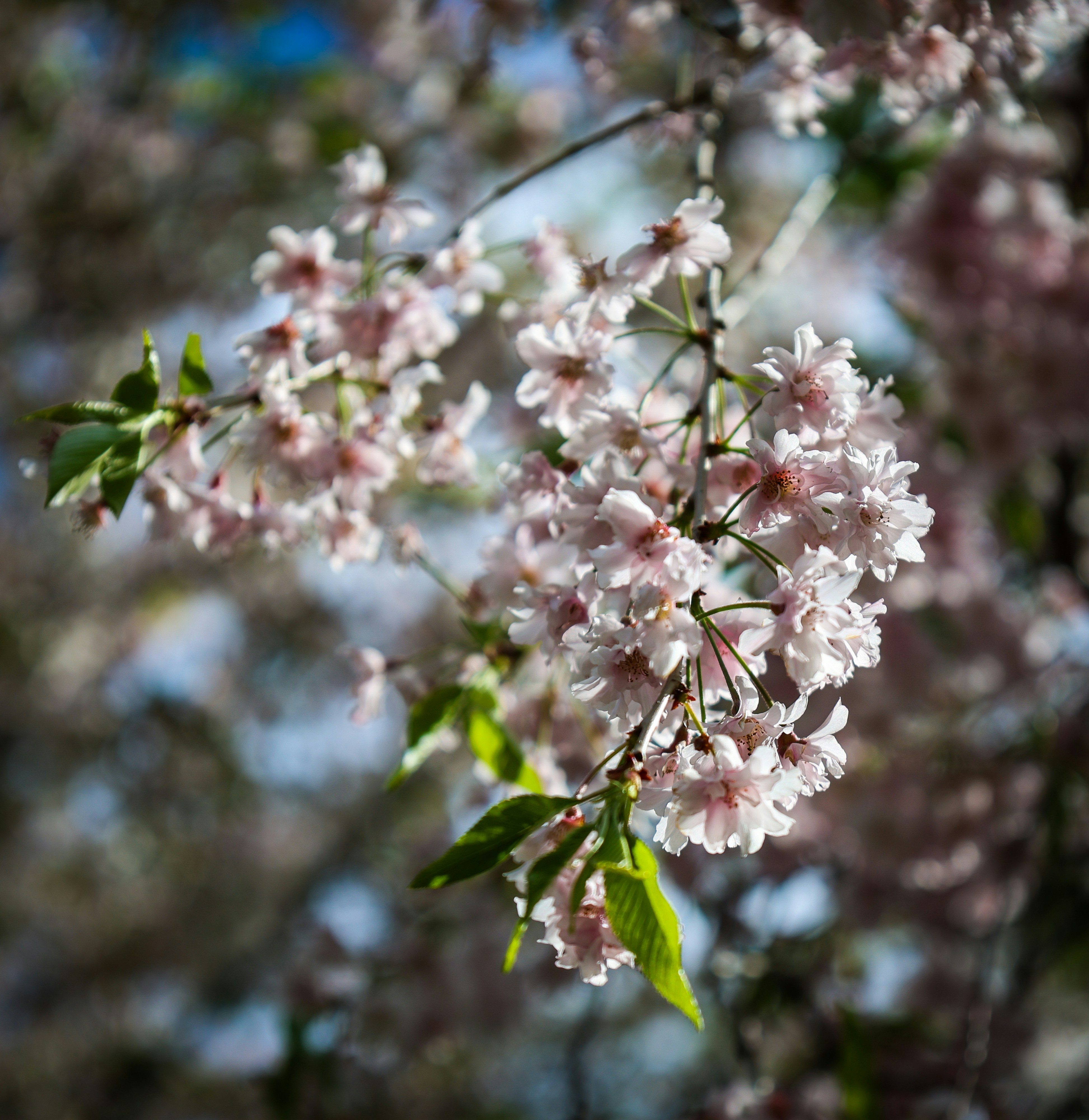 Cherry blossom in a London park